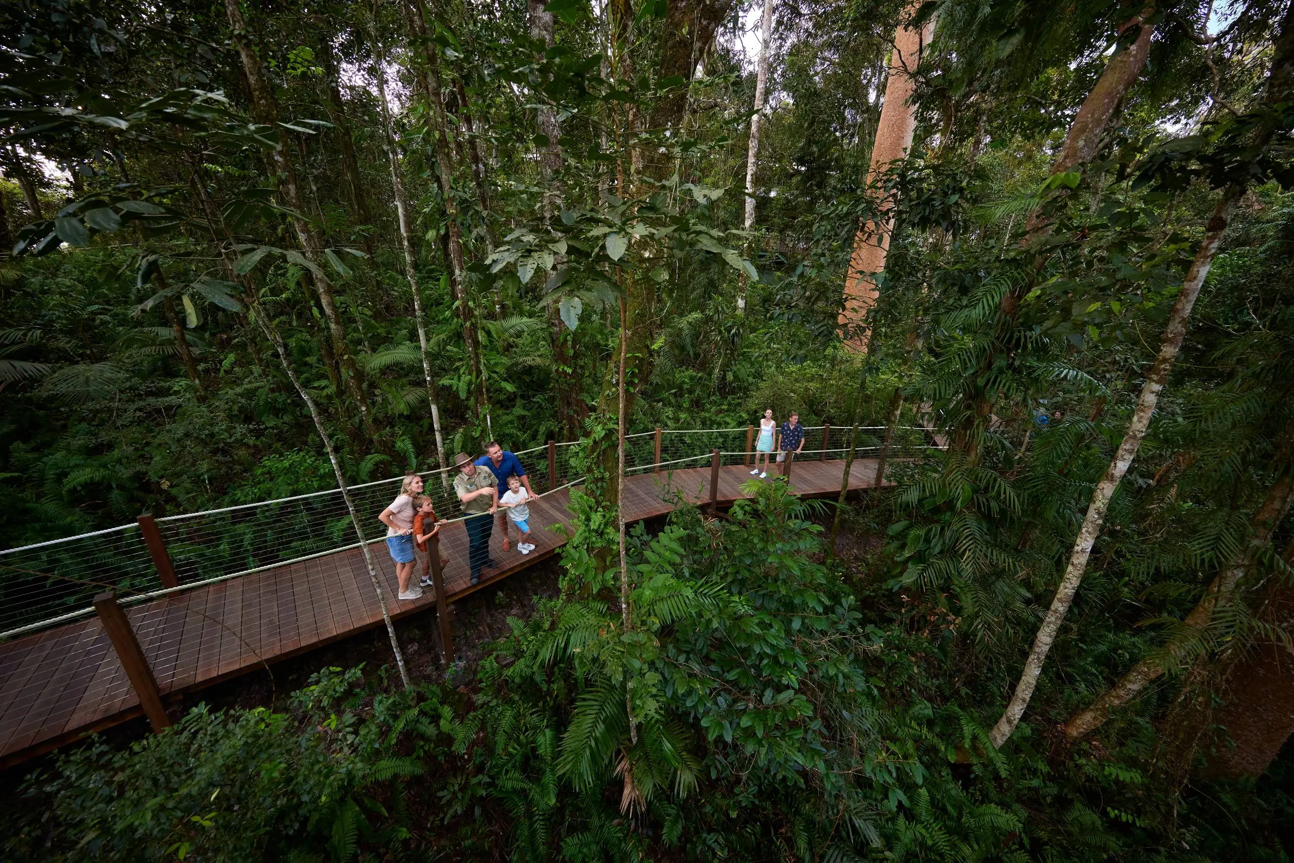 A group of people walk along a wooden boardwalk surrounded by dense, green rainforest, with tall trees and lush foliage all around—an experience often enjoyed on Kuku Yalanji Daintree tours. | Aussie Loop