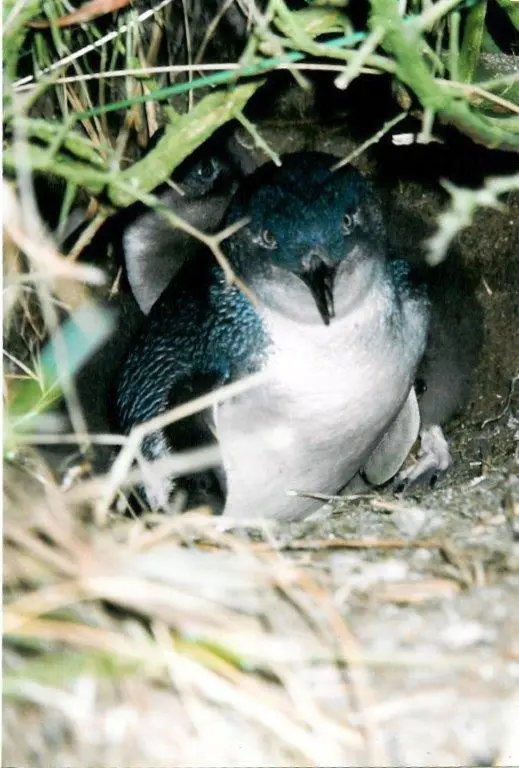 A little penguin sits at the entrance of its burrow, partially hidden by grass, with another penguin barely visible in the shadowy background—a charming scene capturing one of the memorable things to do in Bicheno. | Aussie Loop