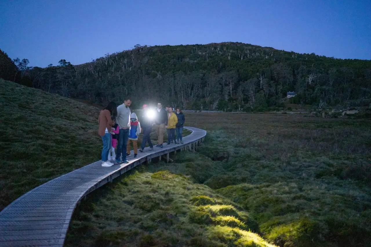 A group of people walk on a boardwalk through grassy terrain at dusk, some using torches for night spotting, with a forested hill in the background near Cradle Mountain.