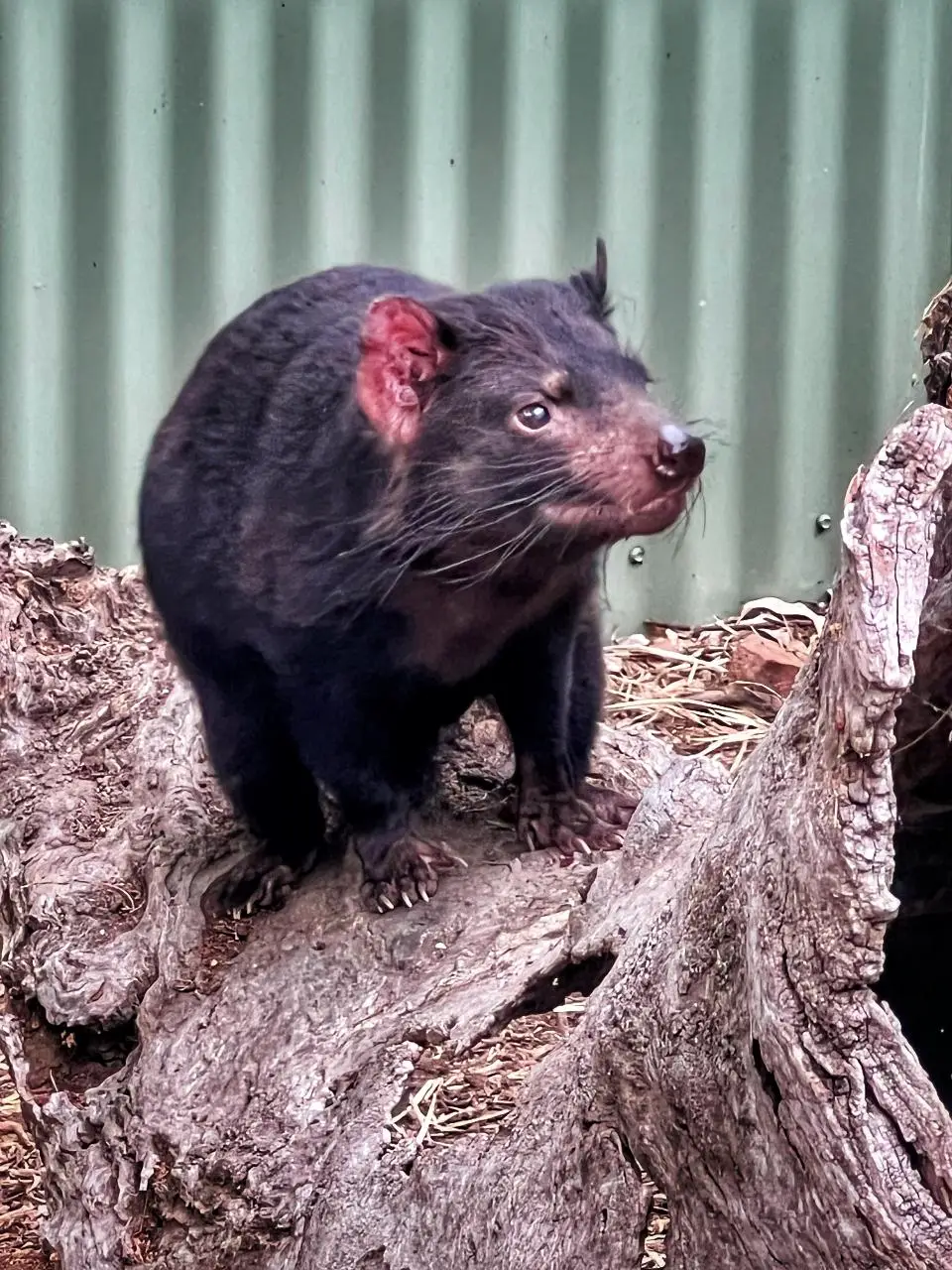A Tasmanian devil with dark fur stands on a large, textured tree stump in front of a corrugated metal wall, looking slightly upward—a striking reminder of the unique wildlife you might encounter while exploring things to do in Hobart. | Aussie Loop