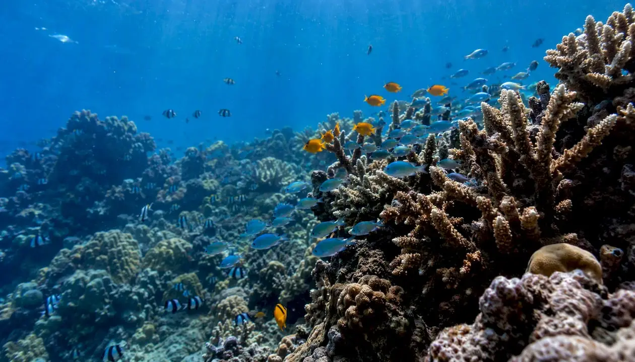 Clear water and vibrant coral of Great Barrier Reef