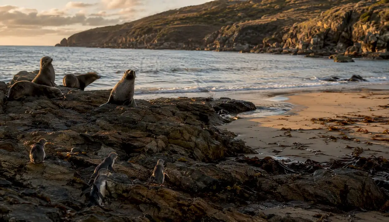 Fur seals and little penguins on Bruny Island coast