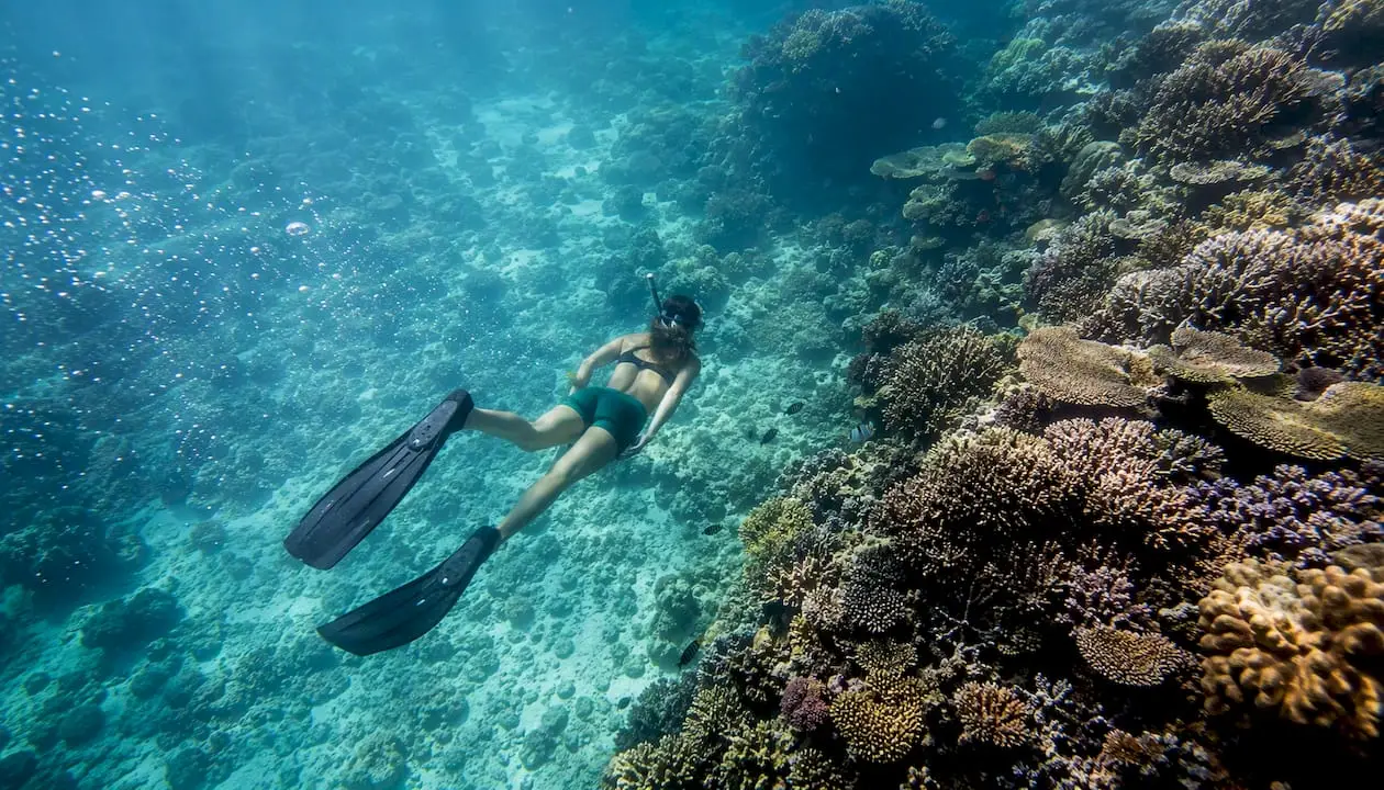 A person wearing flippers and a snorkel swims above a colourful coral reef in clear blue water, making the most of the Great Barrier Reef best time to experience its vibrant marine life.