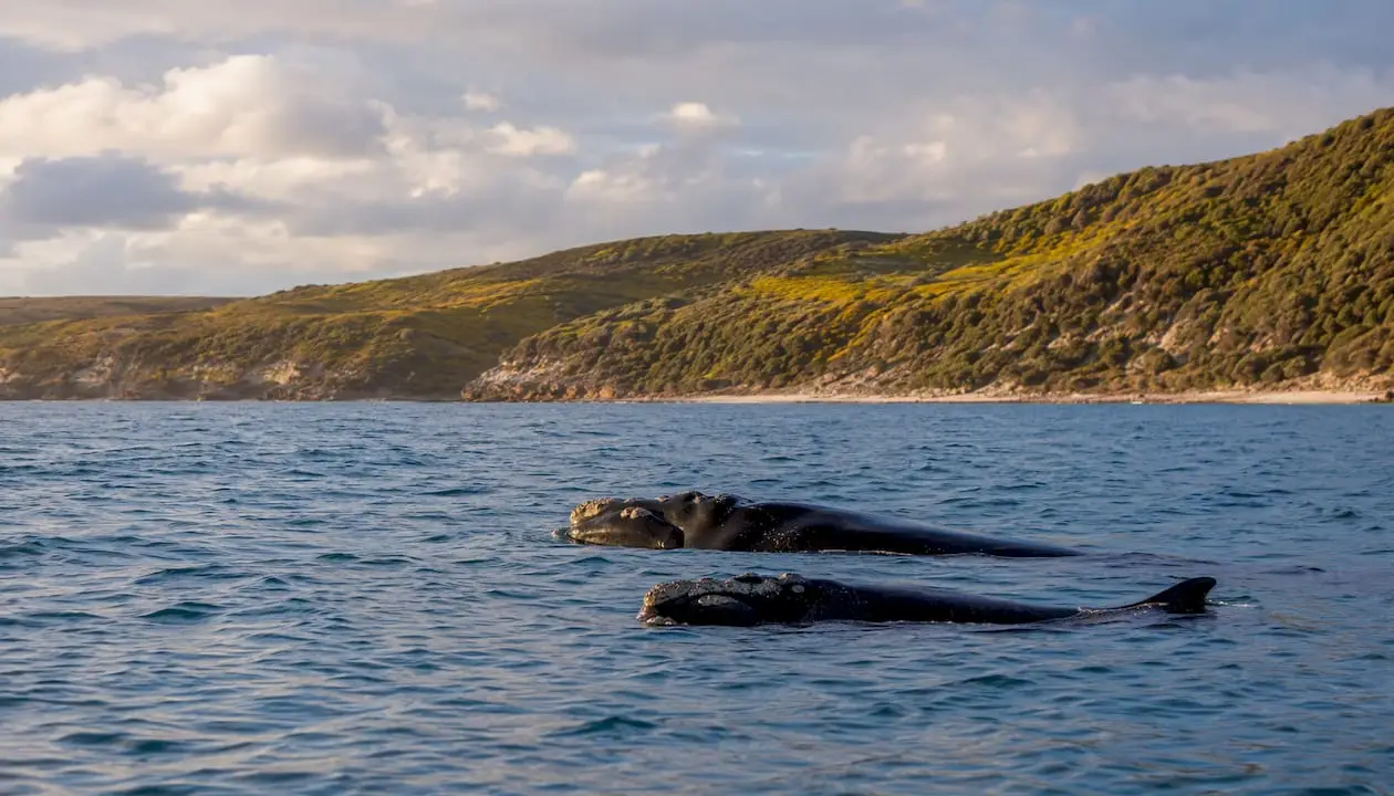 Southern right whale mother and calf in bay