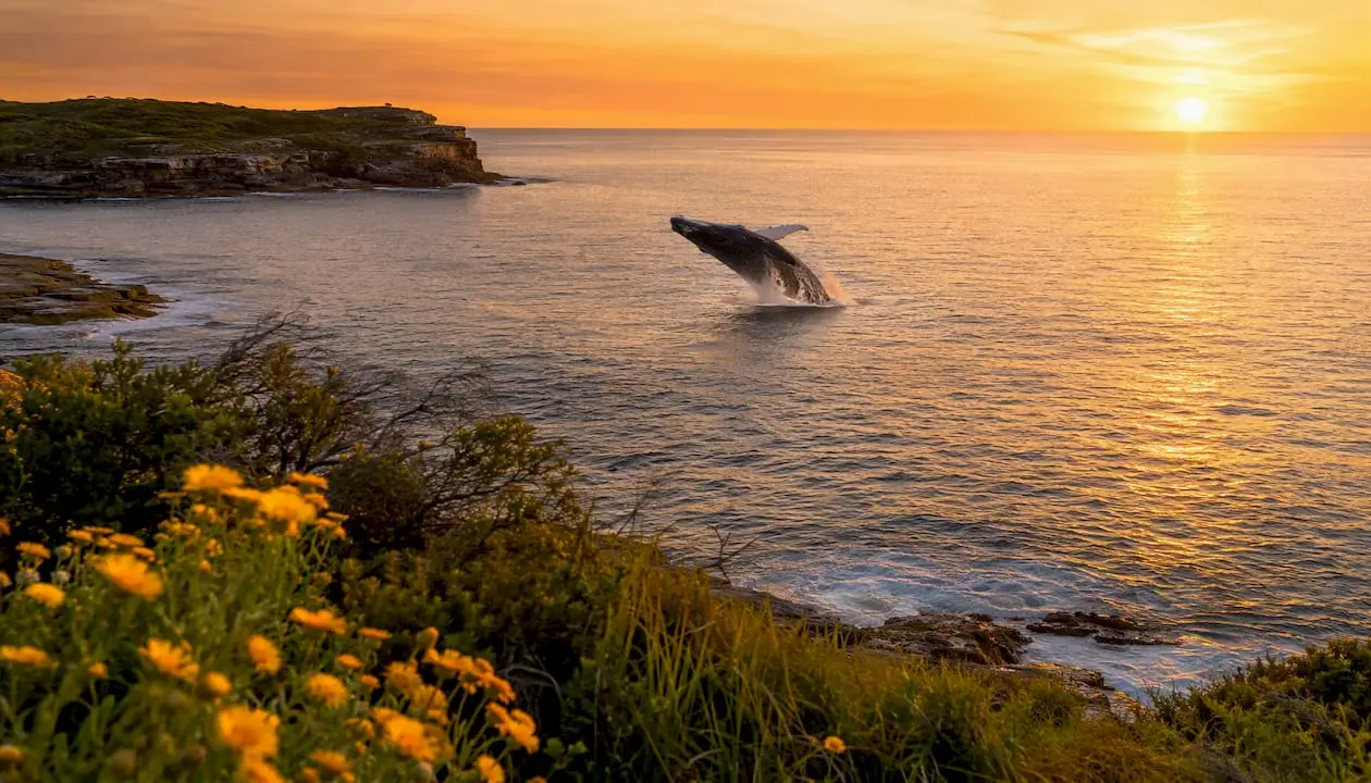 Humpback whale breaching near Australian coast