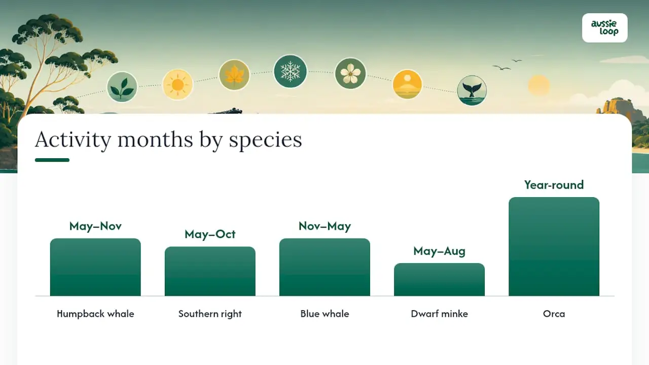 Diagram showing whale species, active months, locations and viewing types