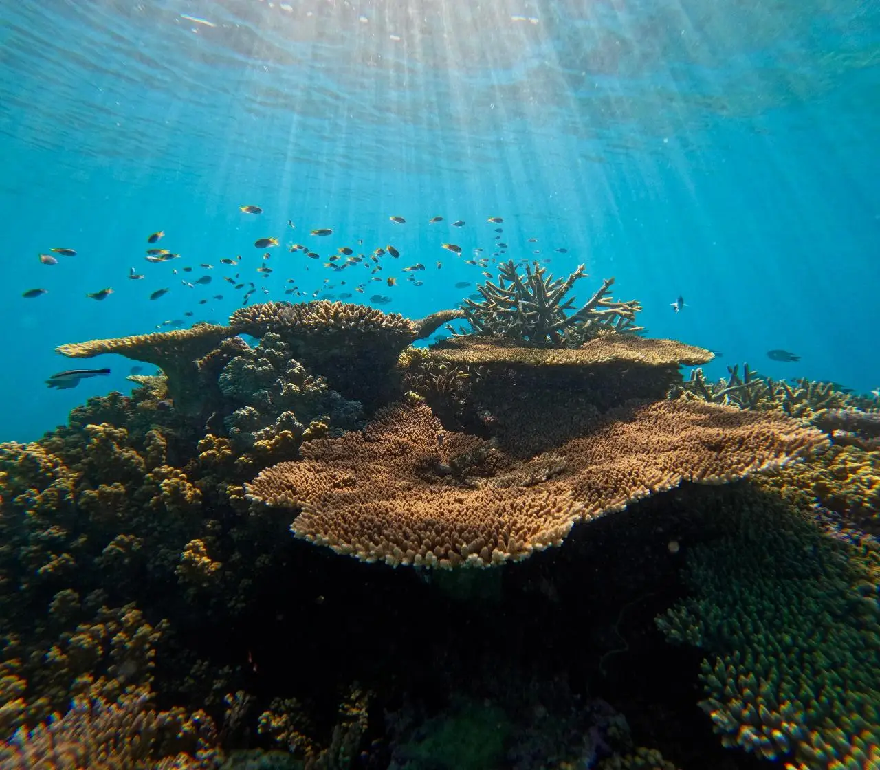 Great Barrier Reef Half Day Snorkelling Tour Cairns