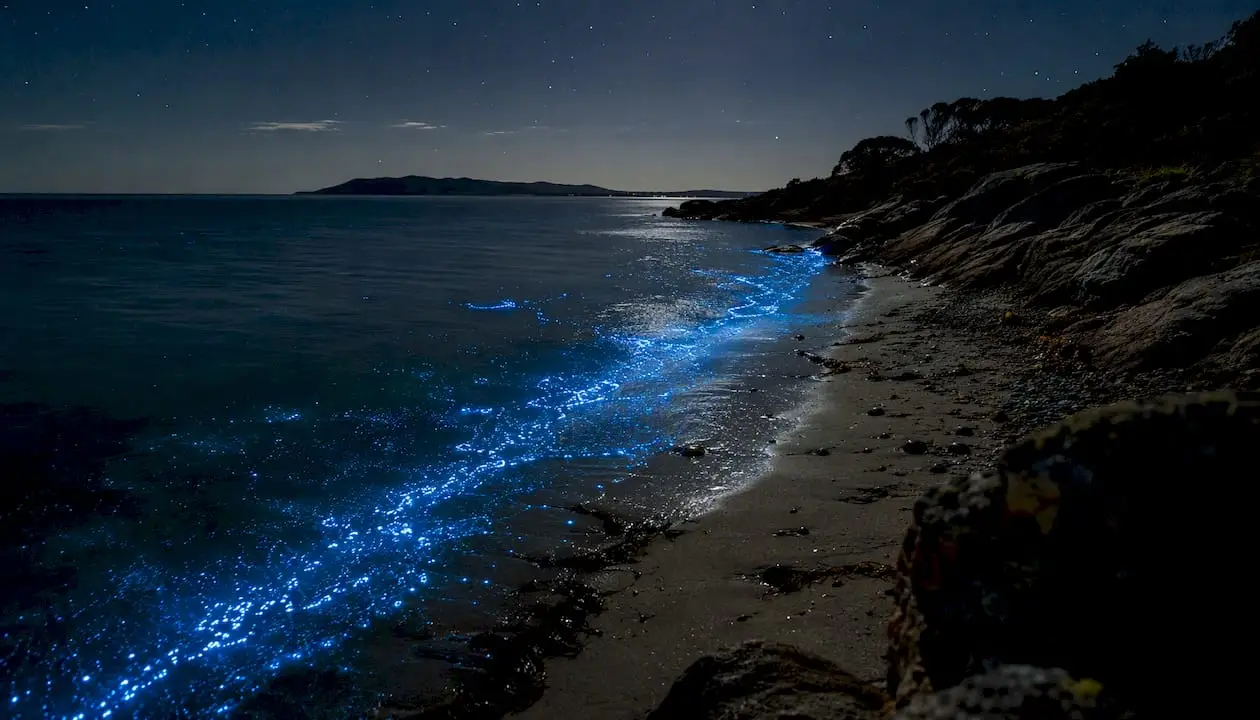 Bioluminescent waves glowing in Tasmanian bay at night