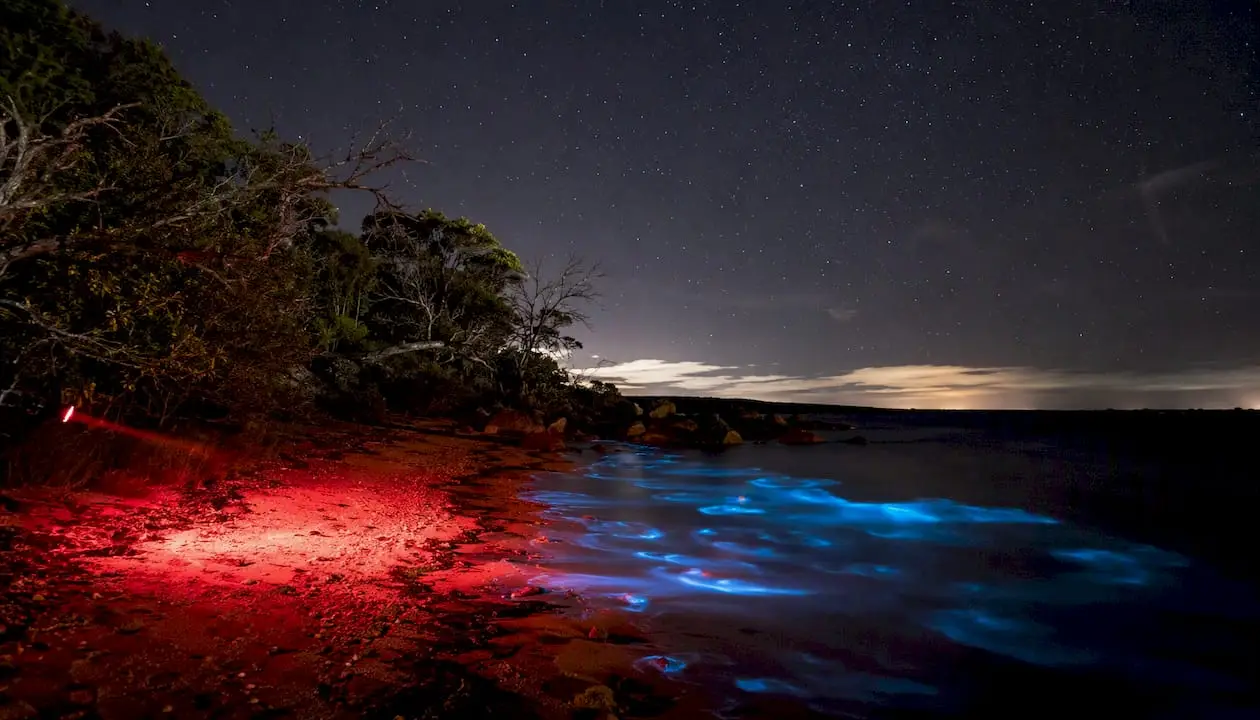 Red-filtered torch lighting Tasmanian shore at night