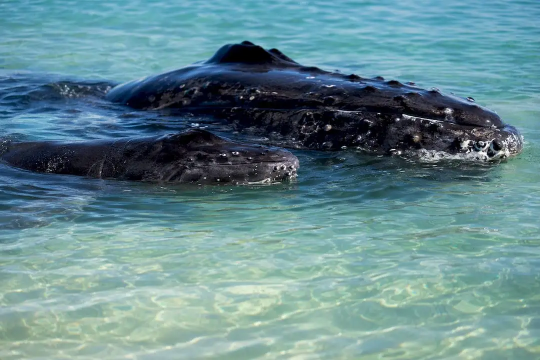 Mother and calf humpback whales surfacing