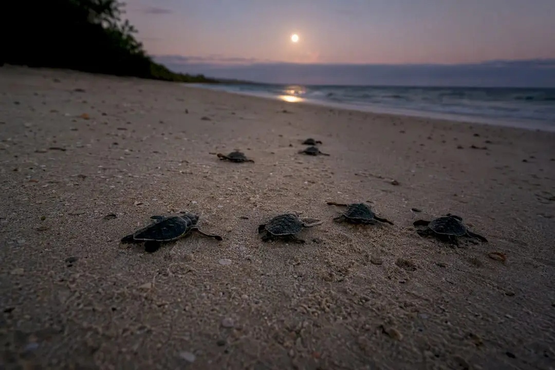Turtle hatchlings crawling to ocean at night