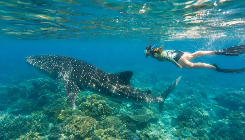 When is the best time to visit Ningaloo Reef?