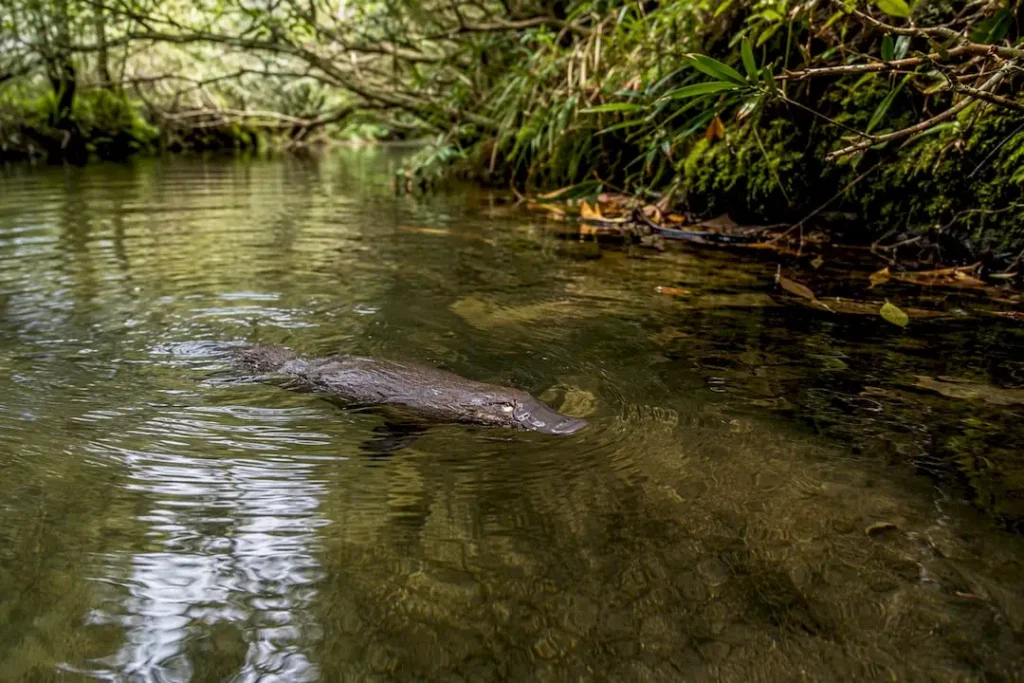 Platypus swimming underwater in Tasmania