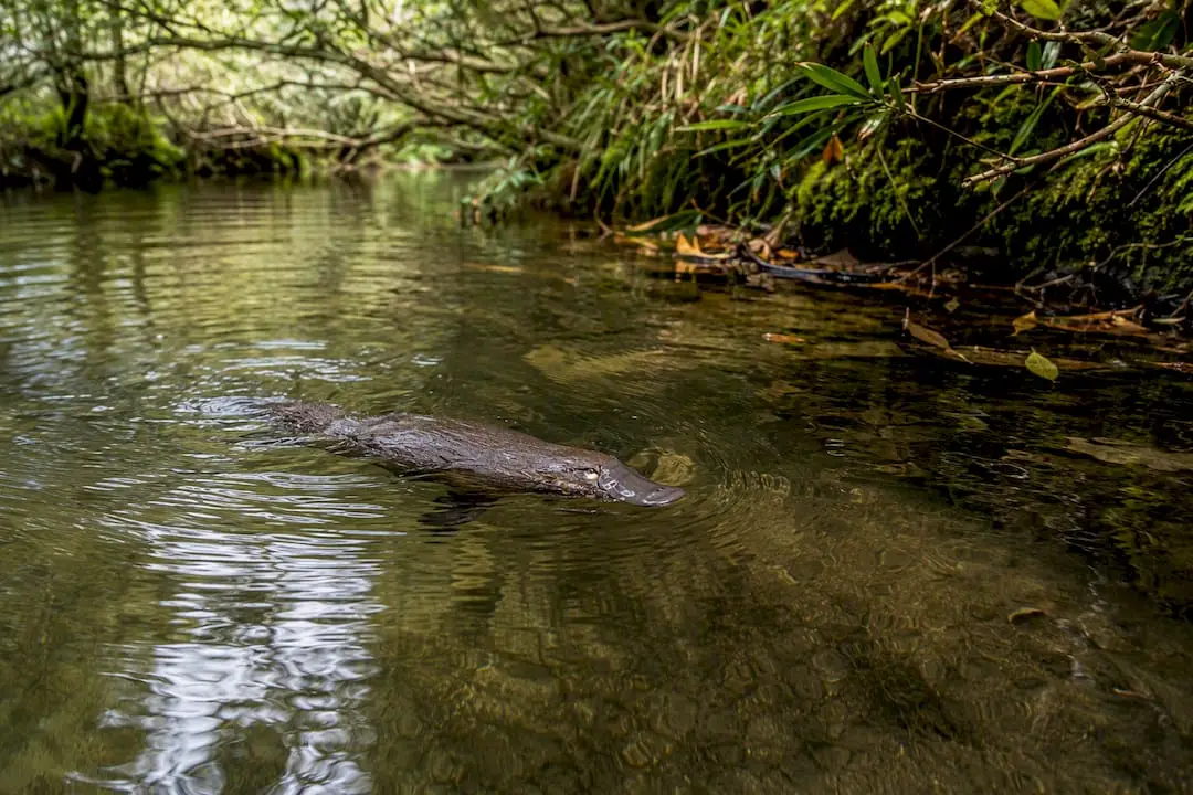 Platypus swimming underwater in Tasmania