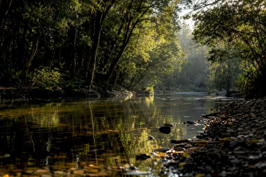 Tyenna River in morning light with trees